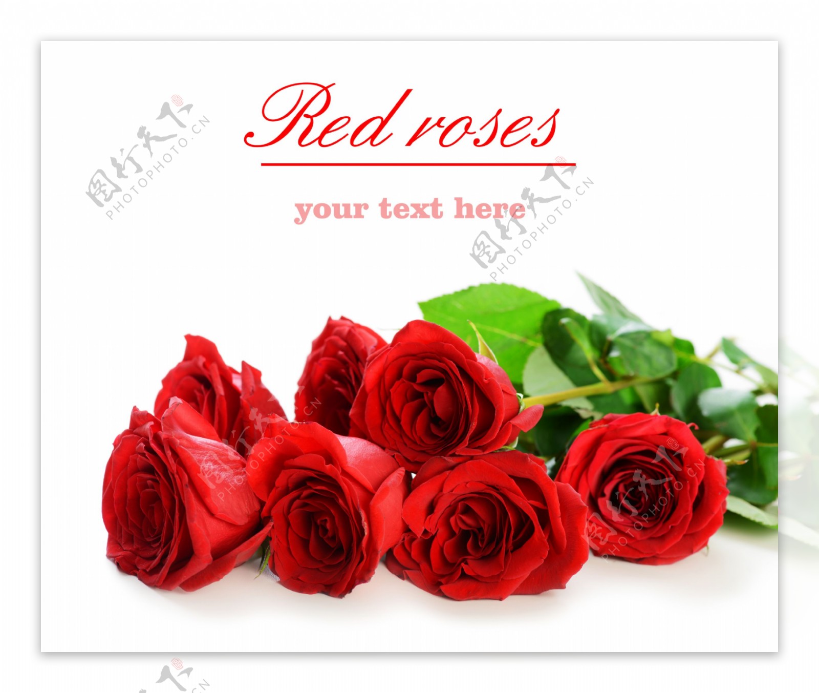 红玫瑰花摄影图片