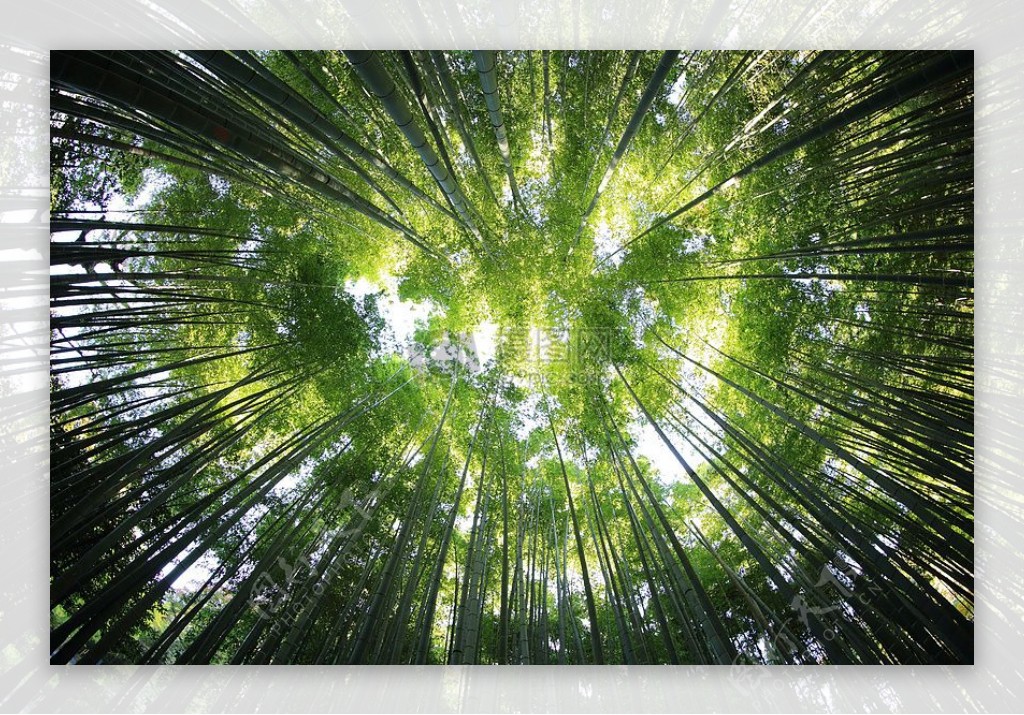 自然森林林木农业竹透视植树造林