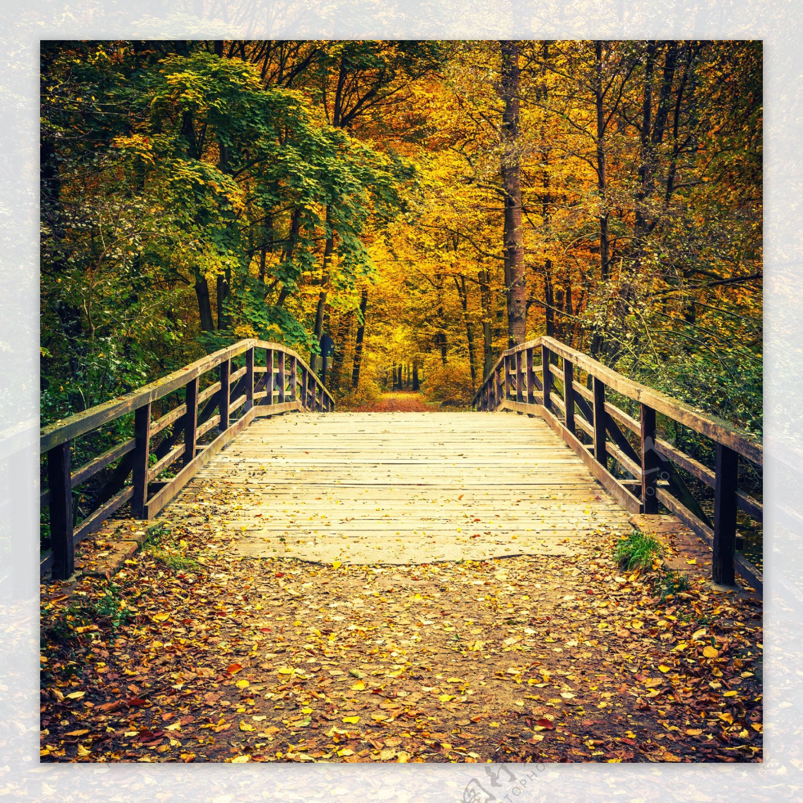 美丽树林拱桥风景图片