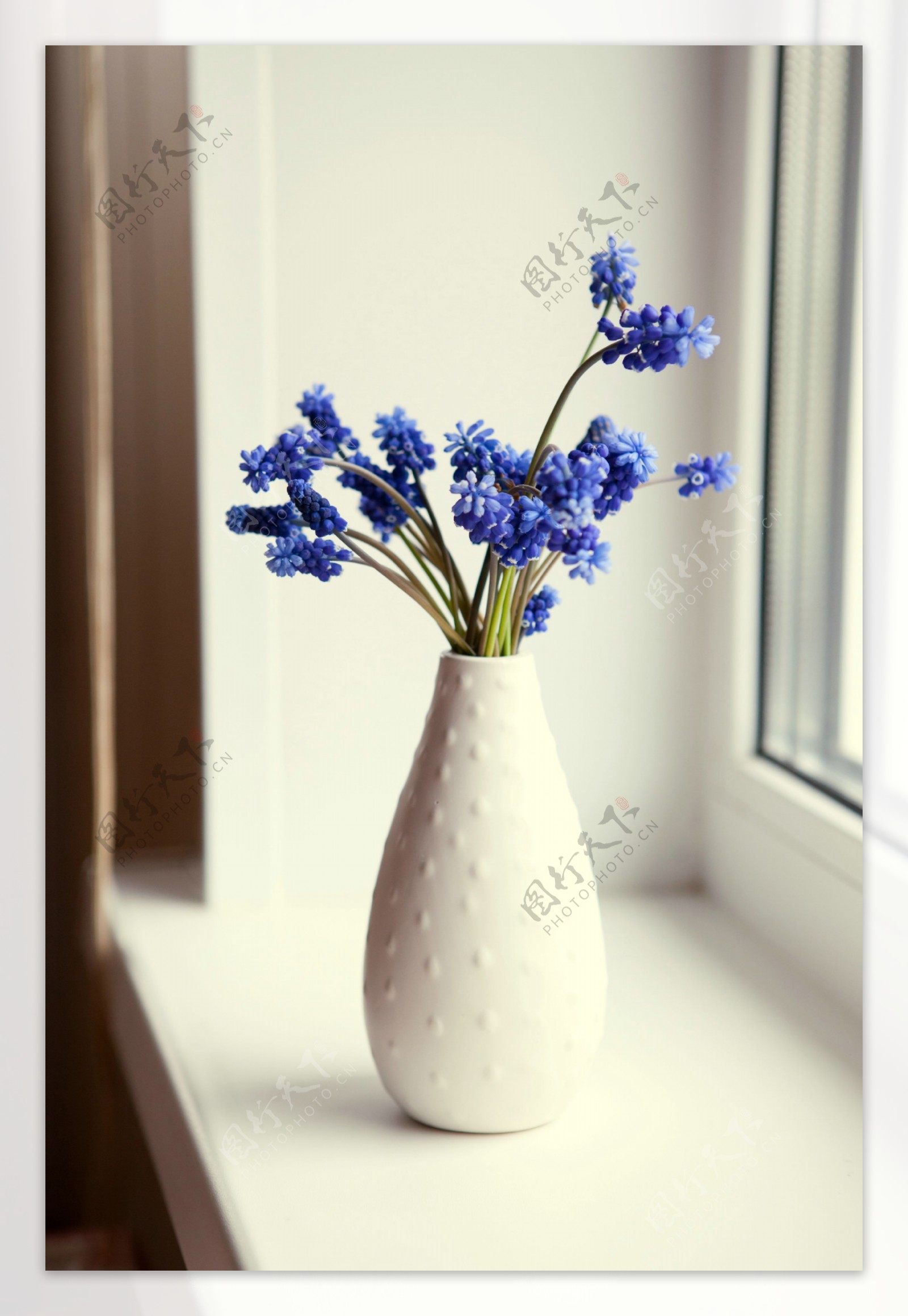 白色花瓶里的蓝色鲜花图片