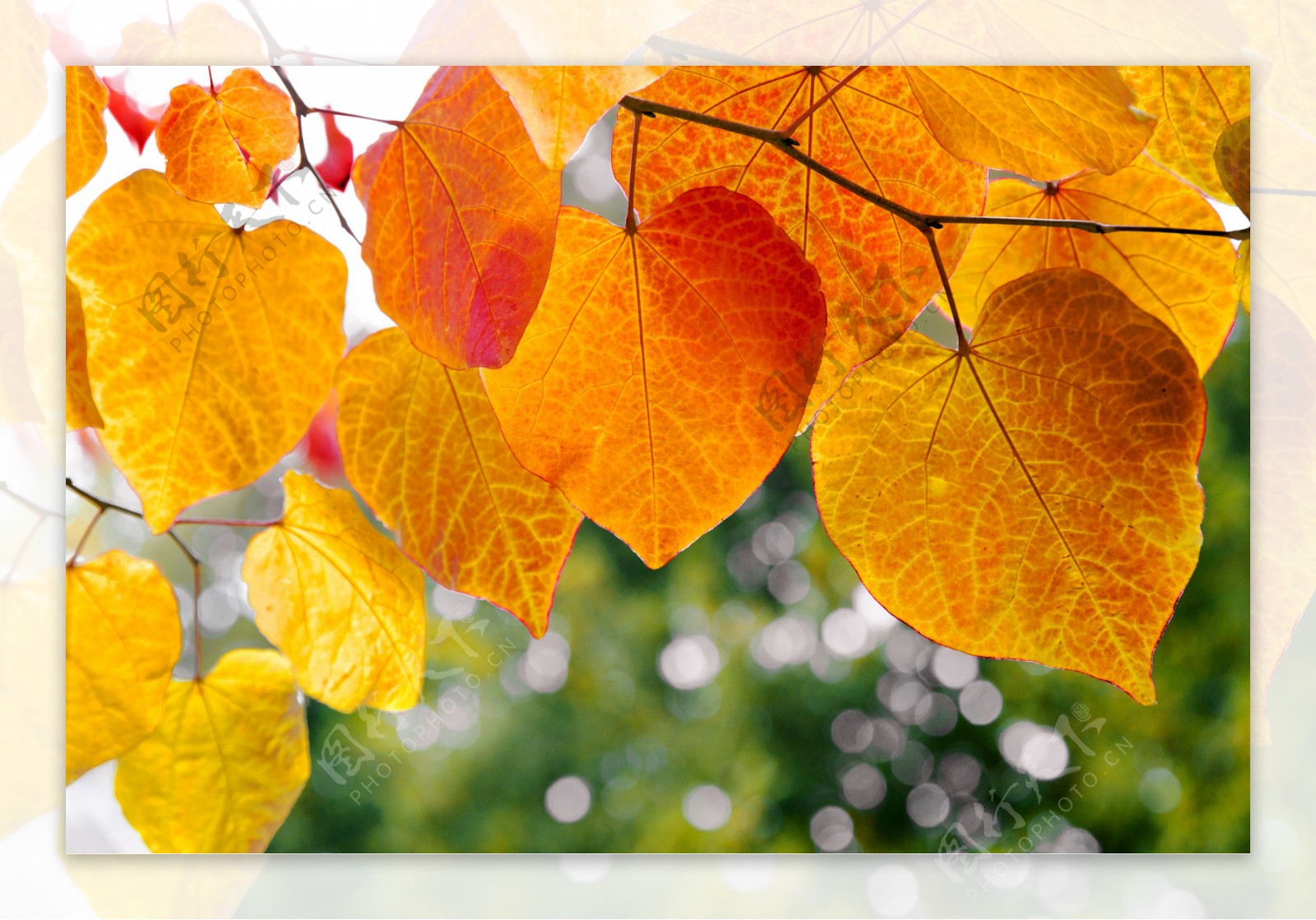 发黄的秋天落叶图片