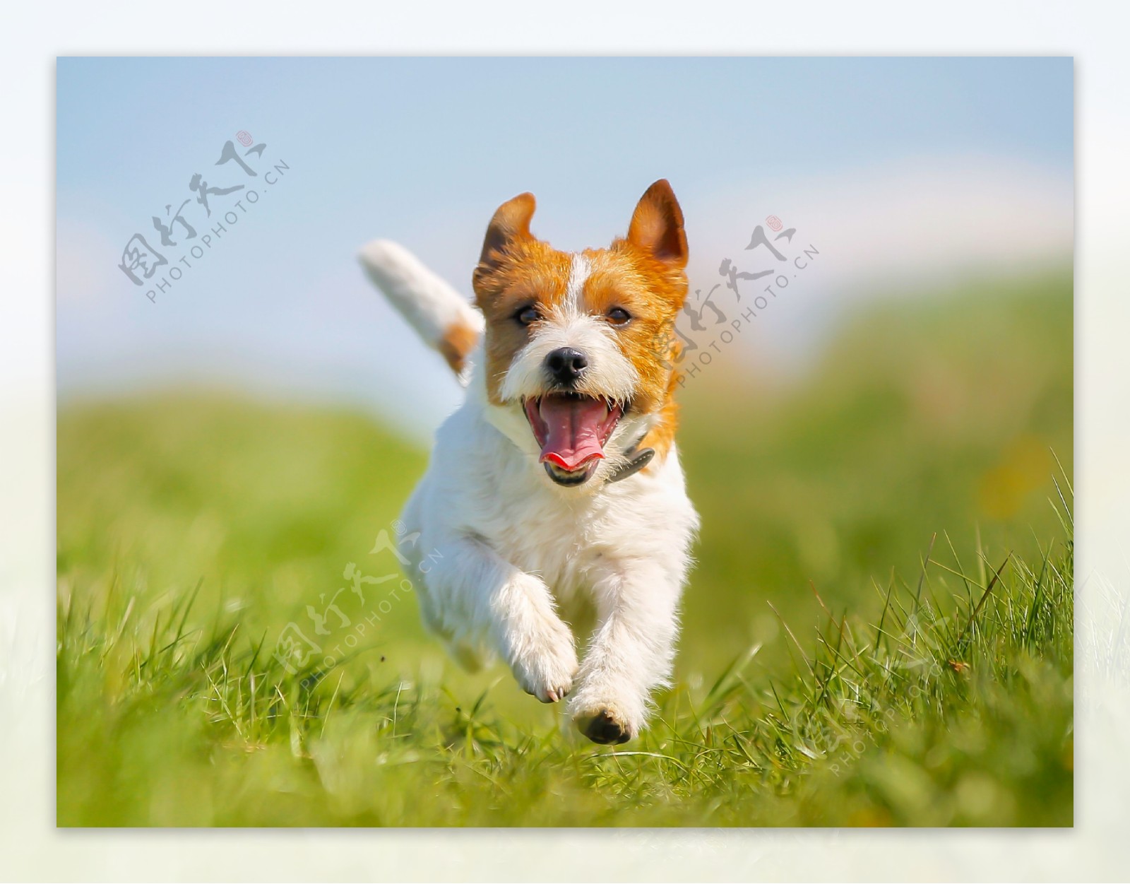 草地奔跑的小狗图片