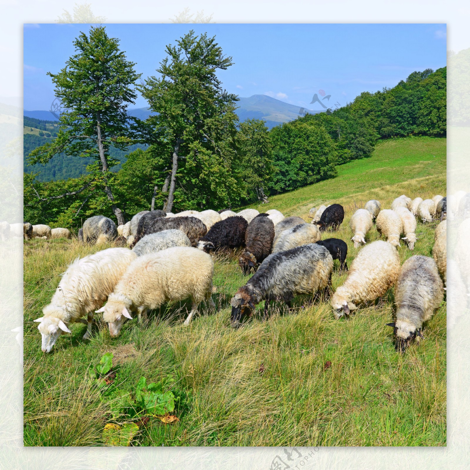 草地吃草的羊群图片