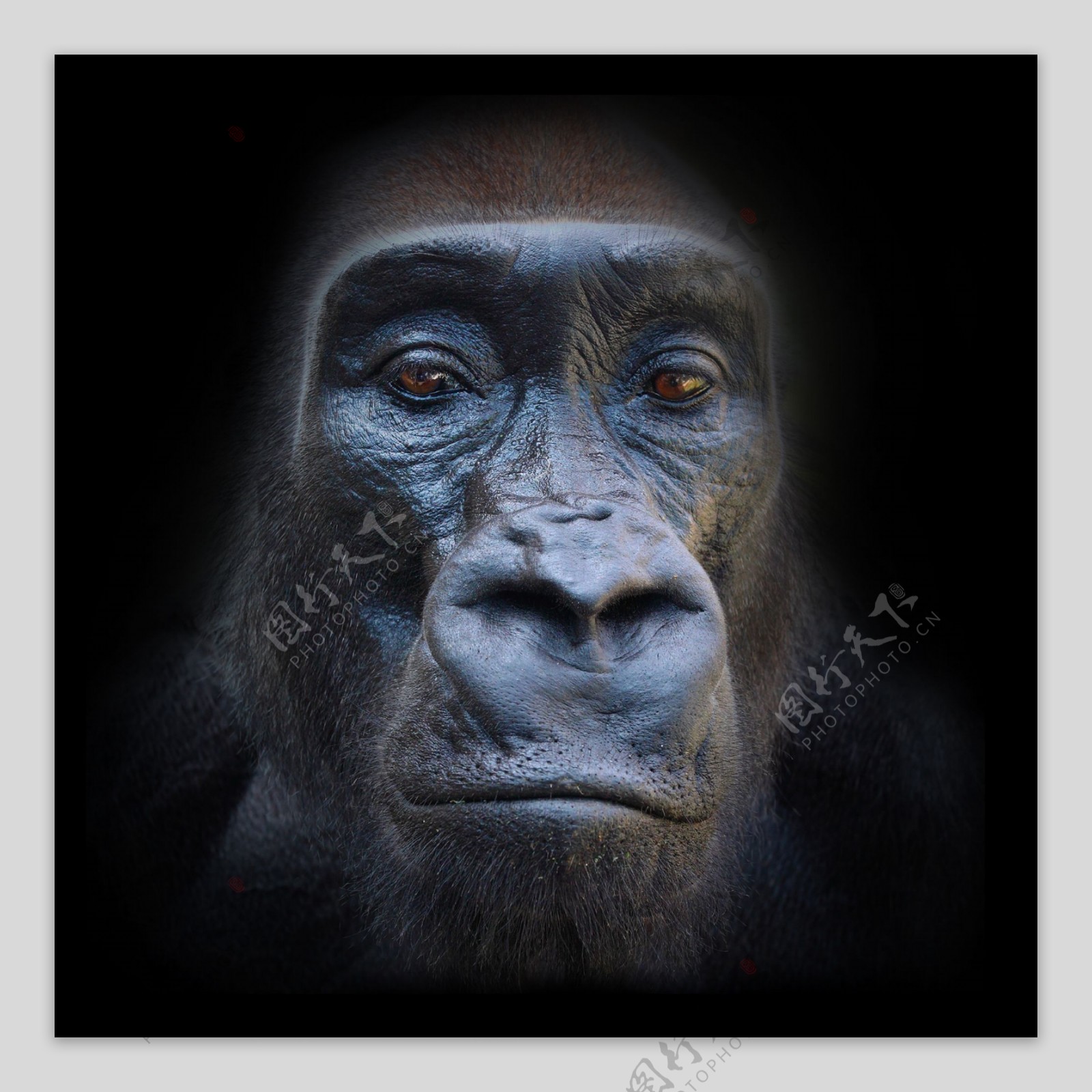 猩猩头部摄影图图片