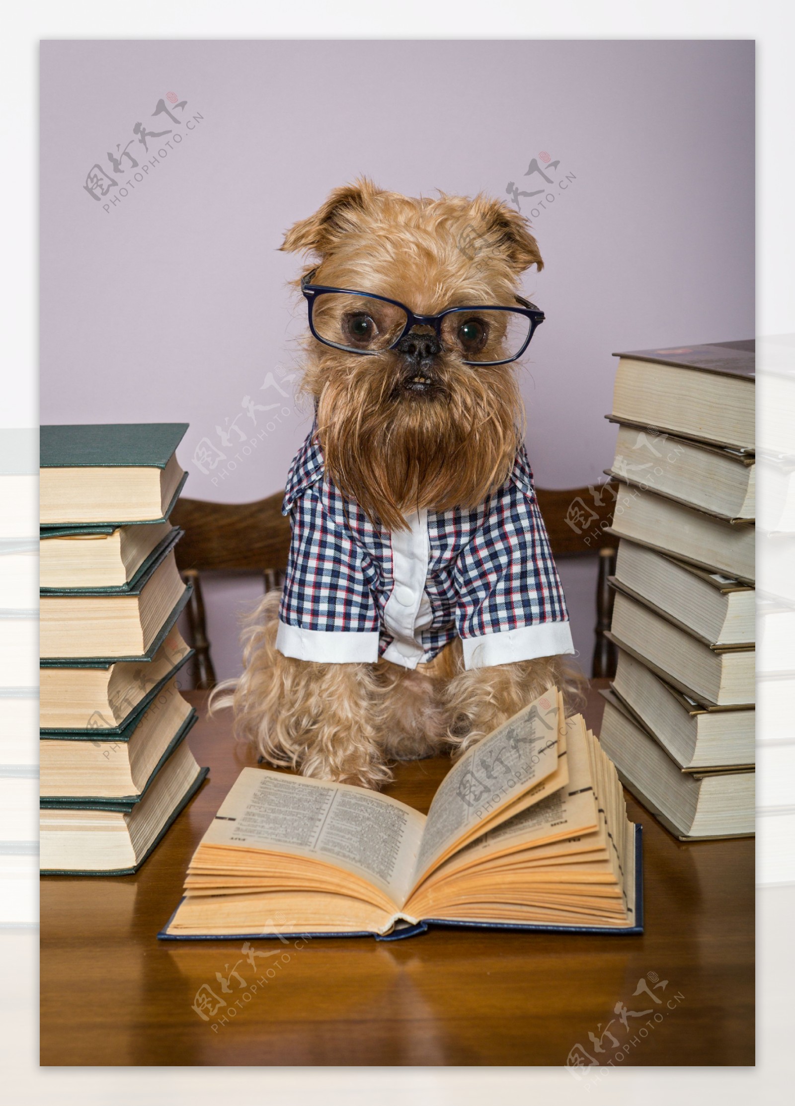 看一堆书的眼镜狗图片