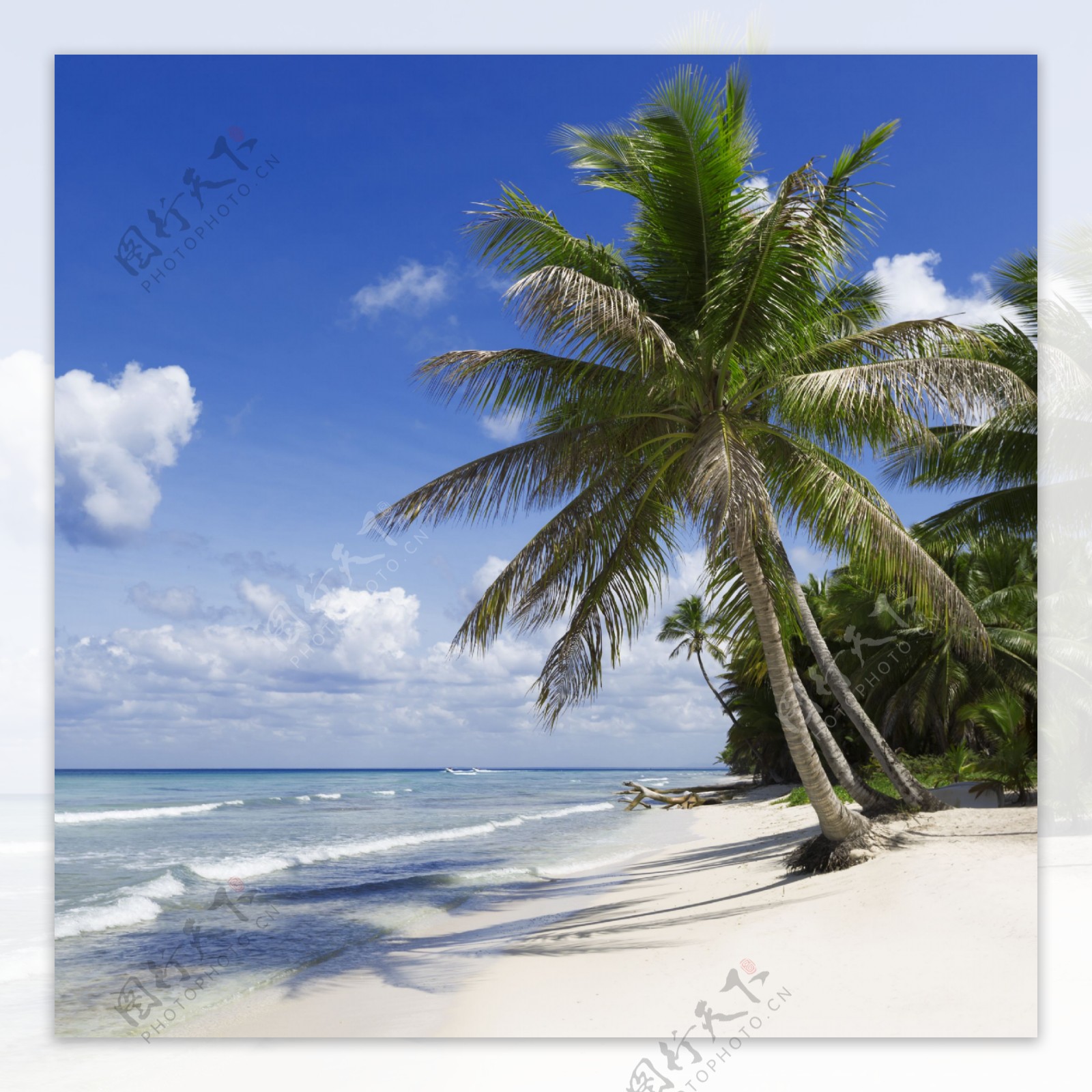 大海与沙滩上的椰子树图片