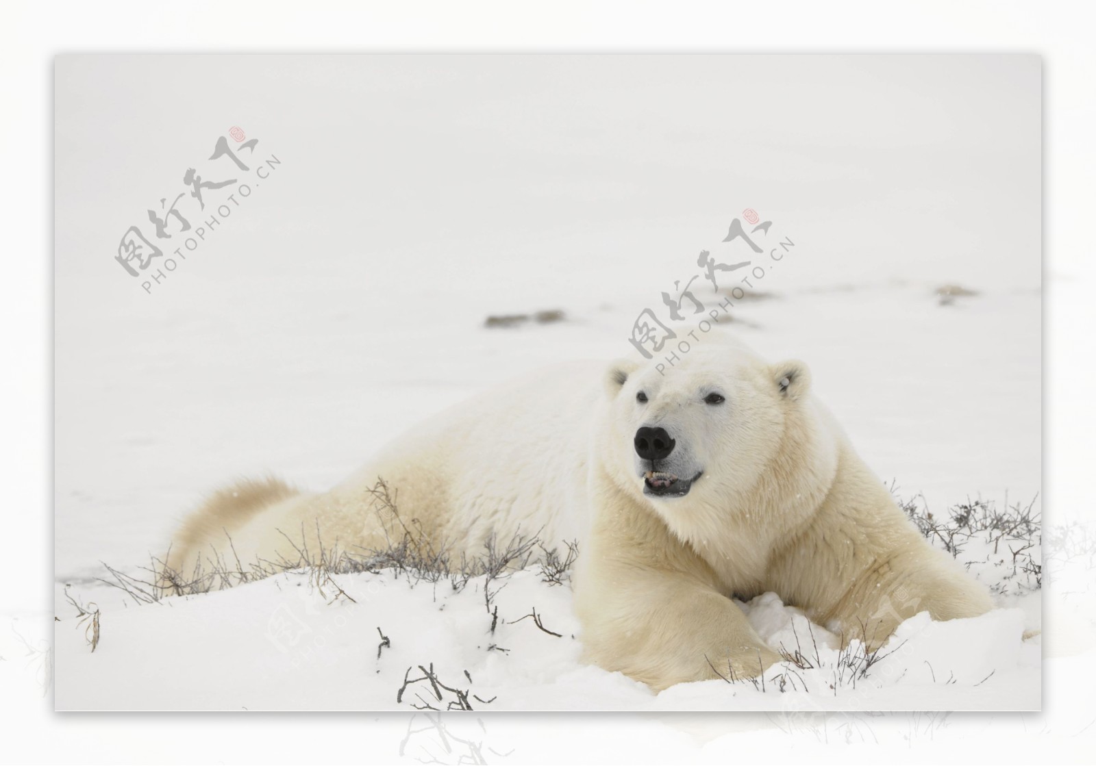 雪地里扭头的北极熊图片