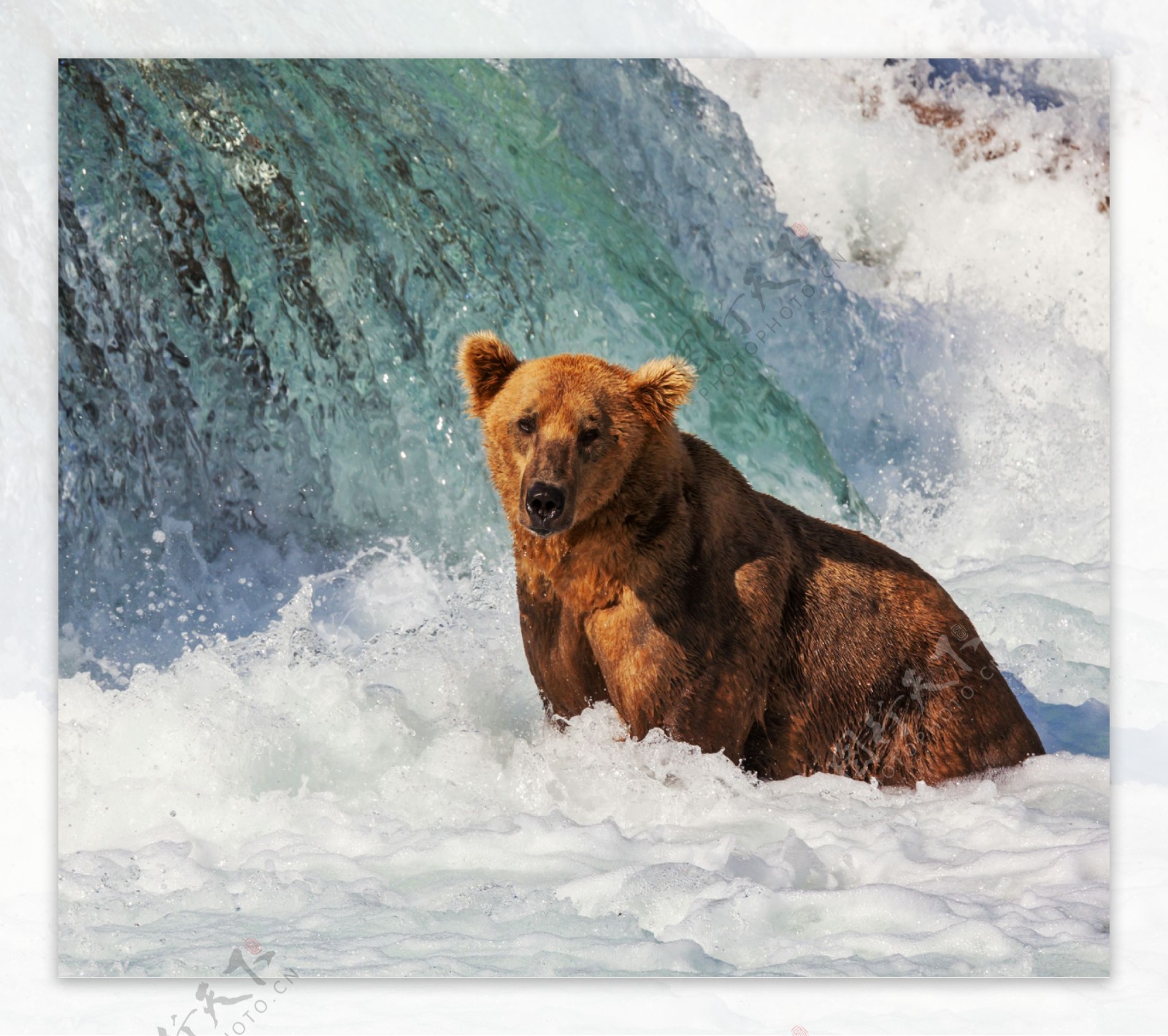 瀑布前的狗熊图片