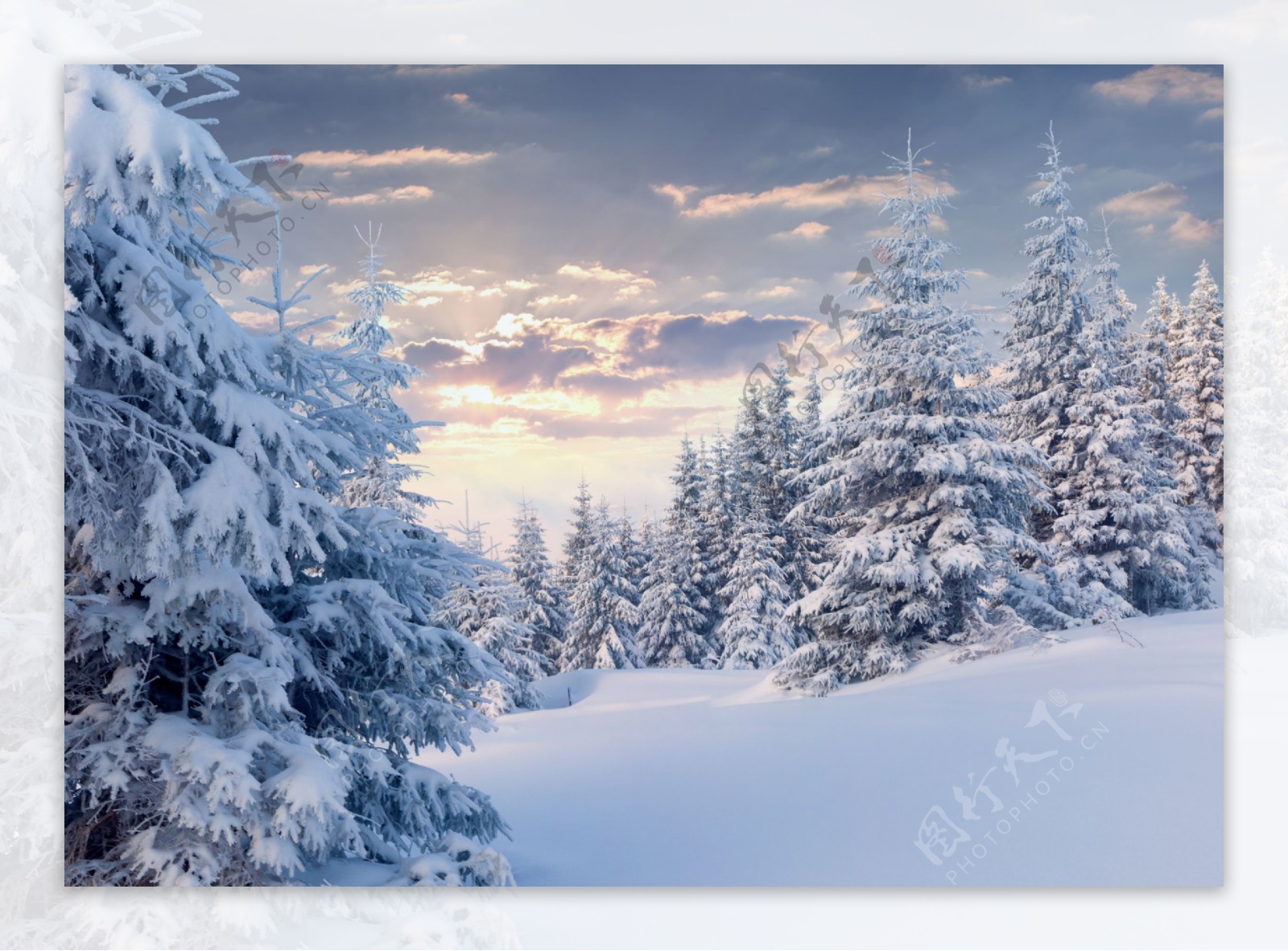 冬天的雪地与树木图片