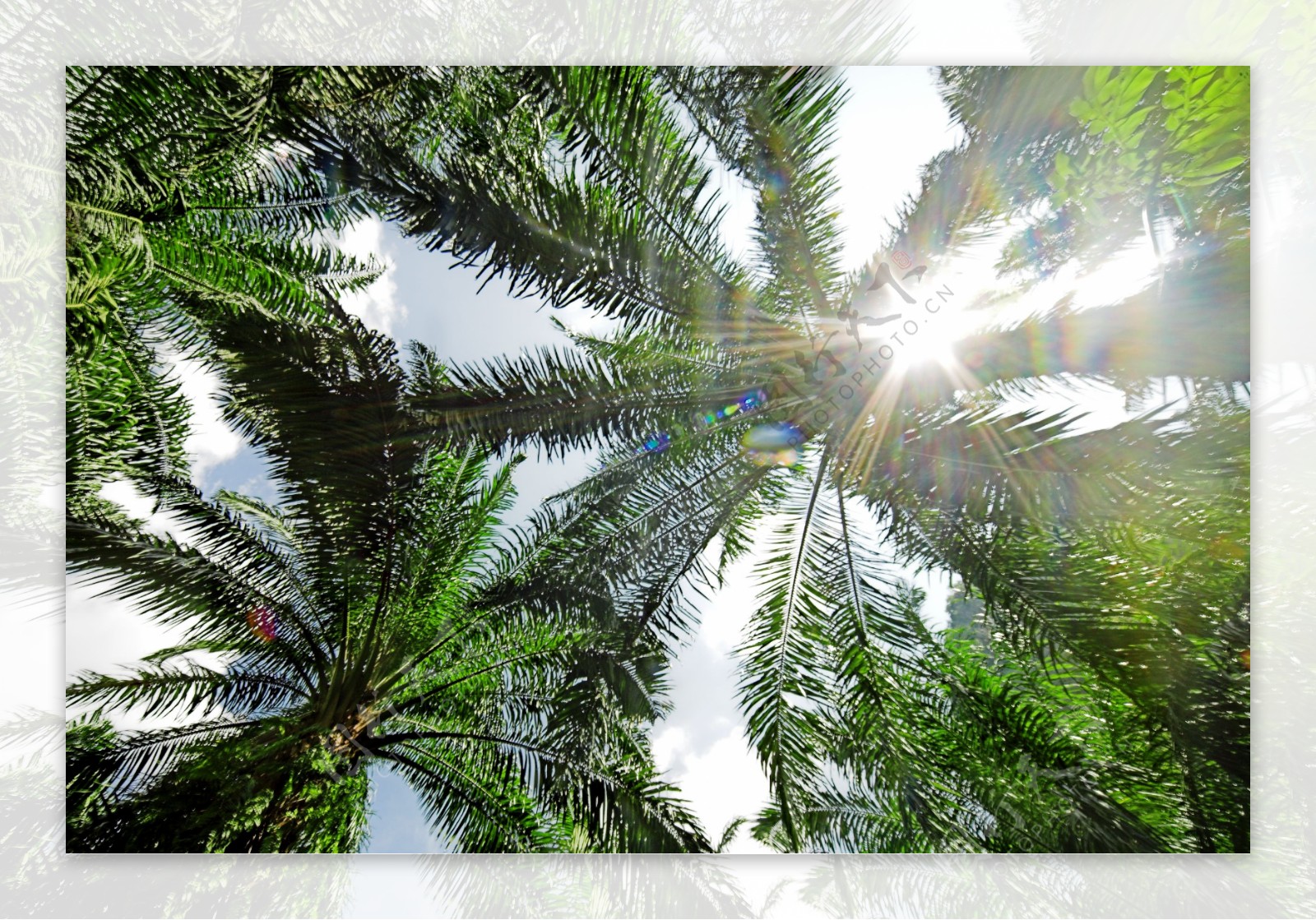 椰树与阳光图片