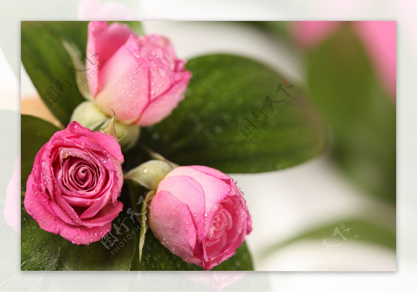 带露珠的玫瑰花摄影图片