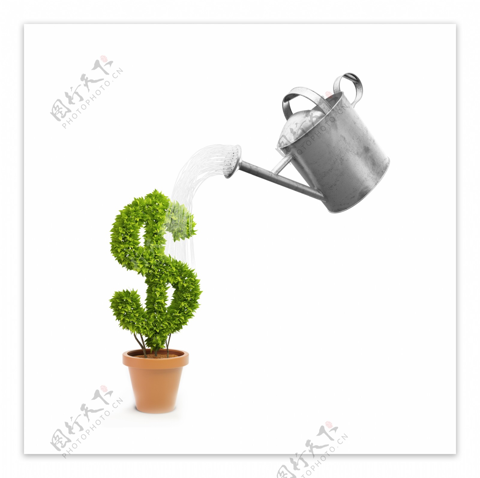 美元符号盆栽图片