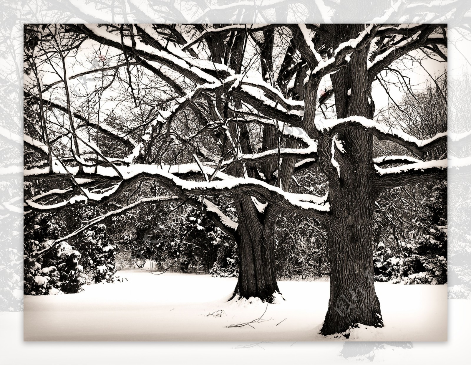 枯树与雪图片