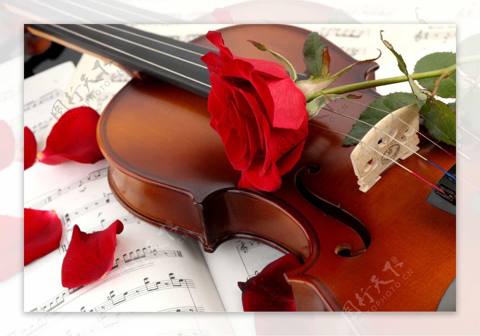玫瑰花瓣和小提琴音乐书图片