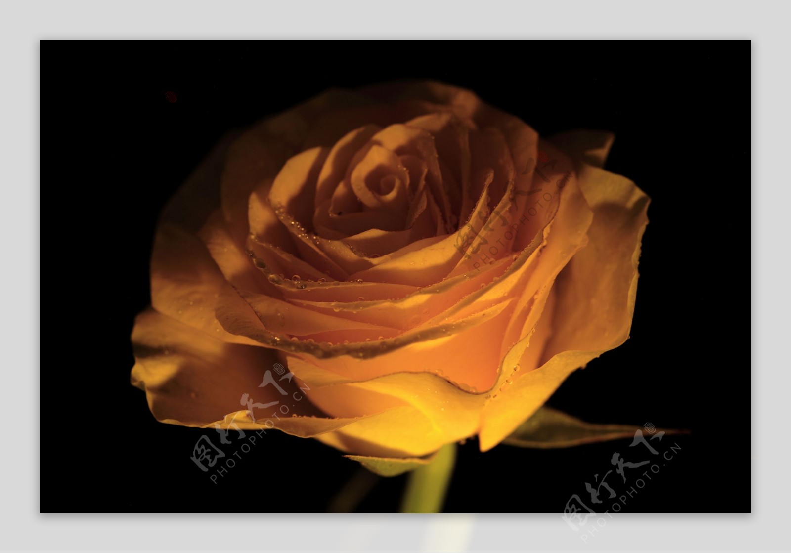 一支黄色玫瑰花图片