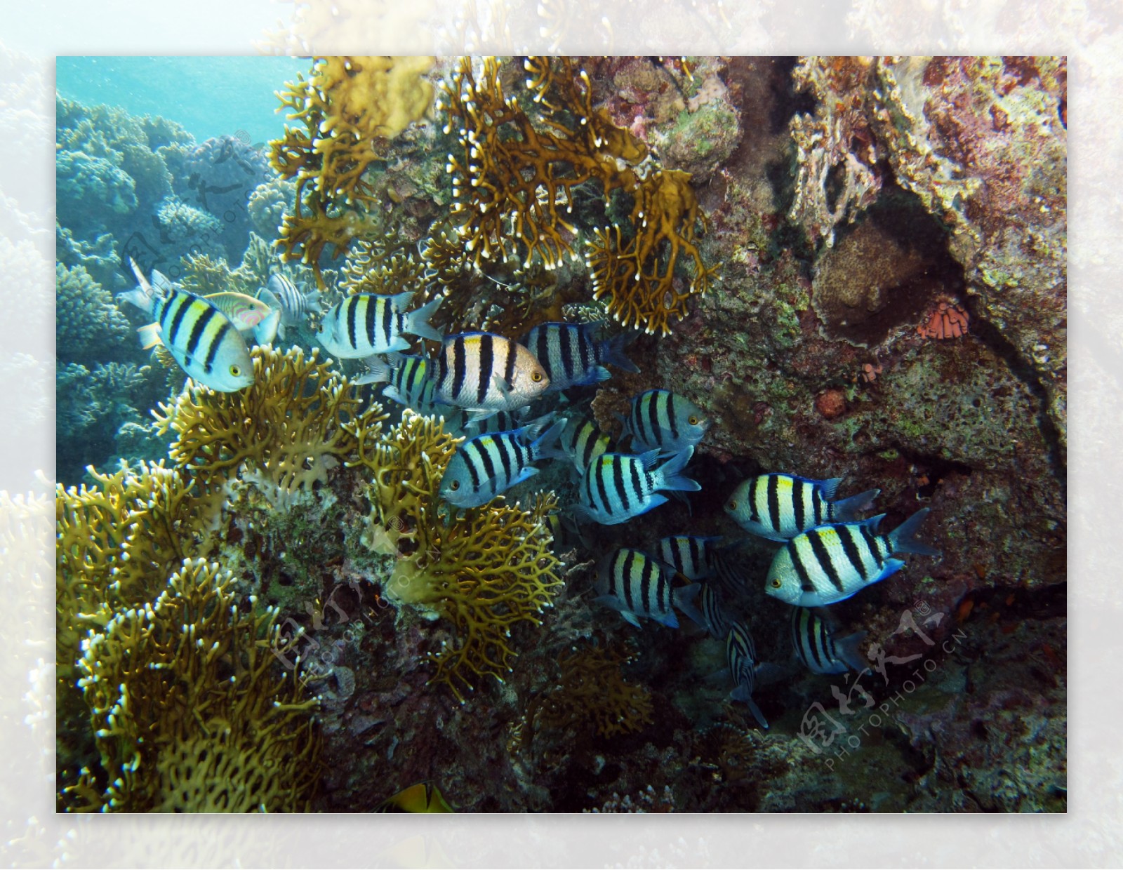 水中的鱼珊瑚摄影图片