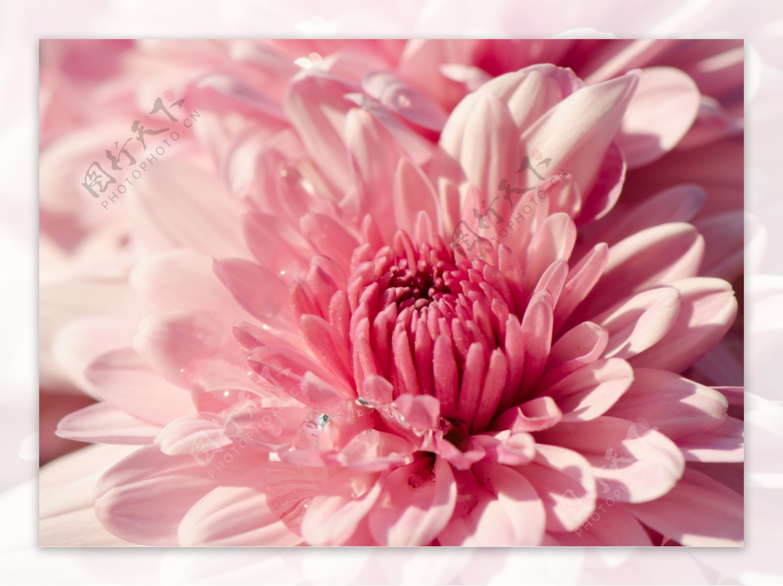 盛开的粉色菊花图片