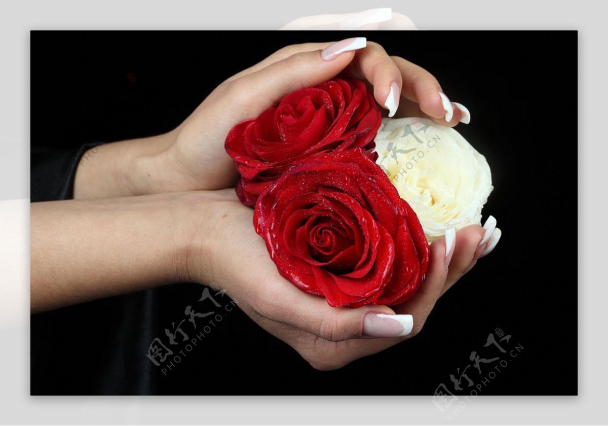 美丽双手捧玫瑰花图片