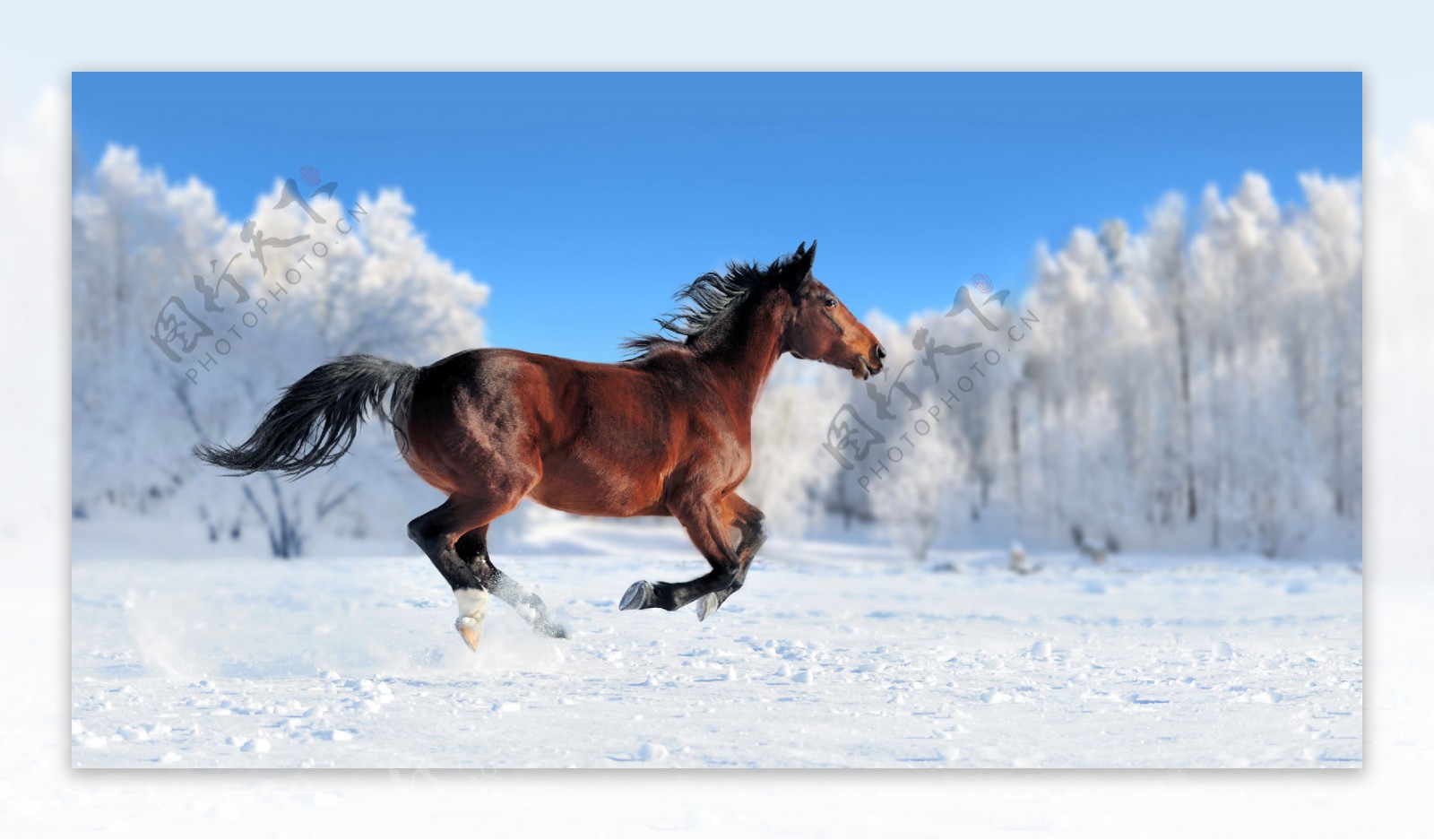 雪地奔跑的马图片