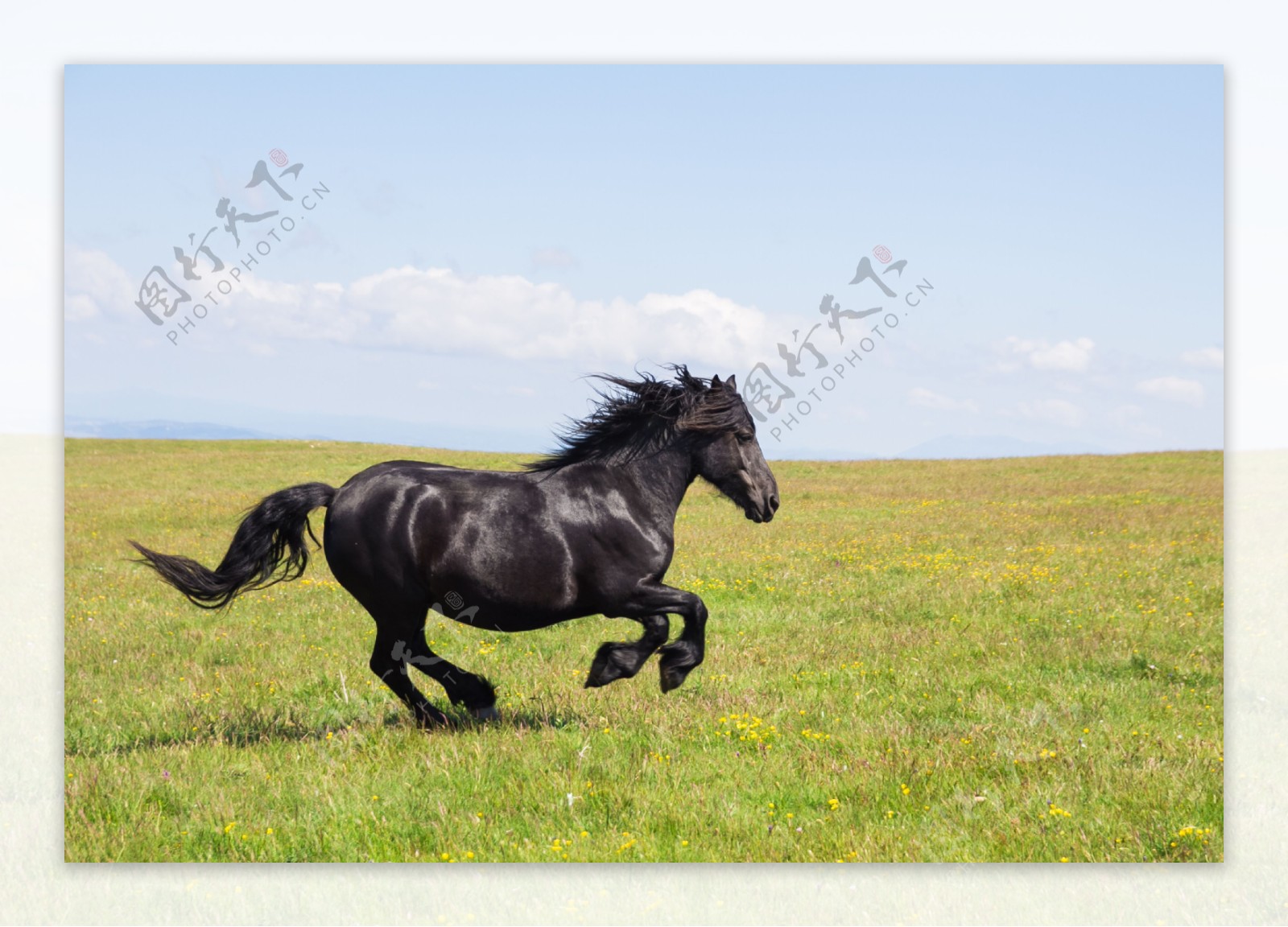 草原奔驰的黑马图片