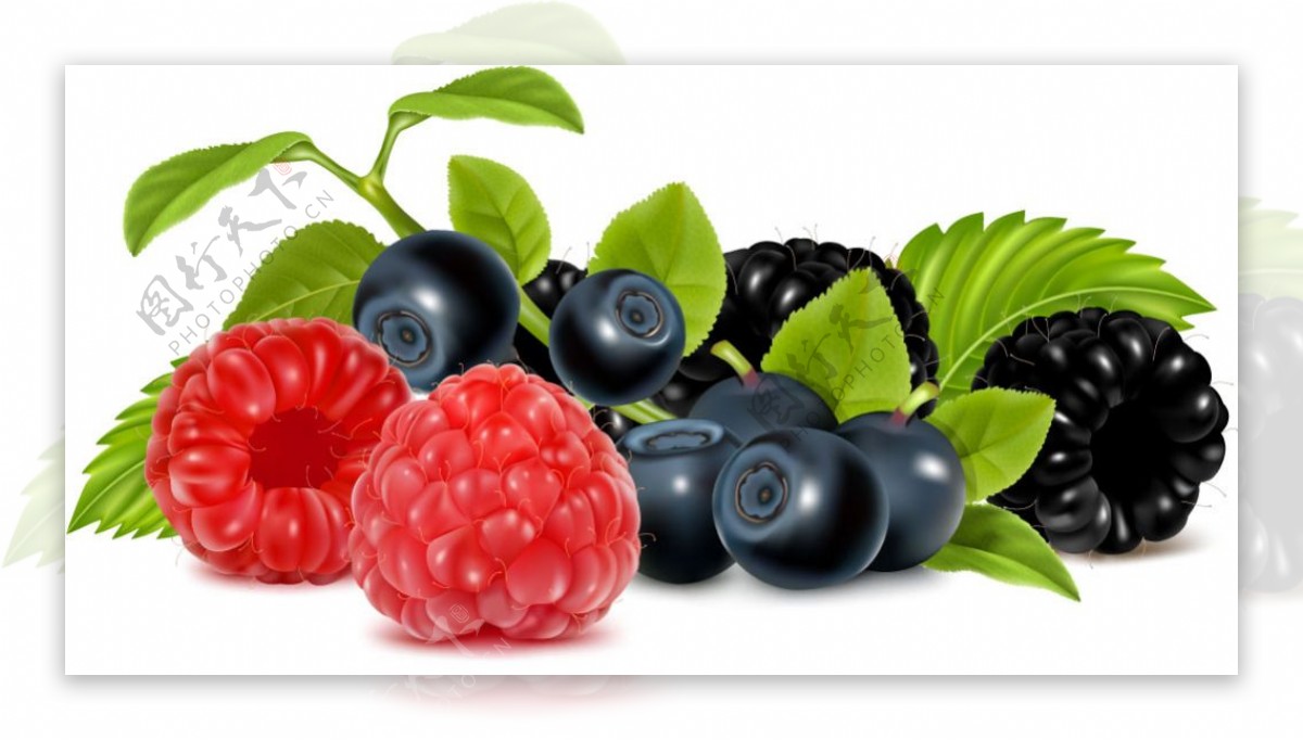 新鲜蓝莓浆果矢量素材