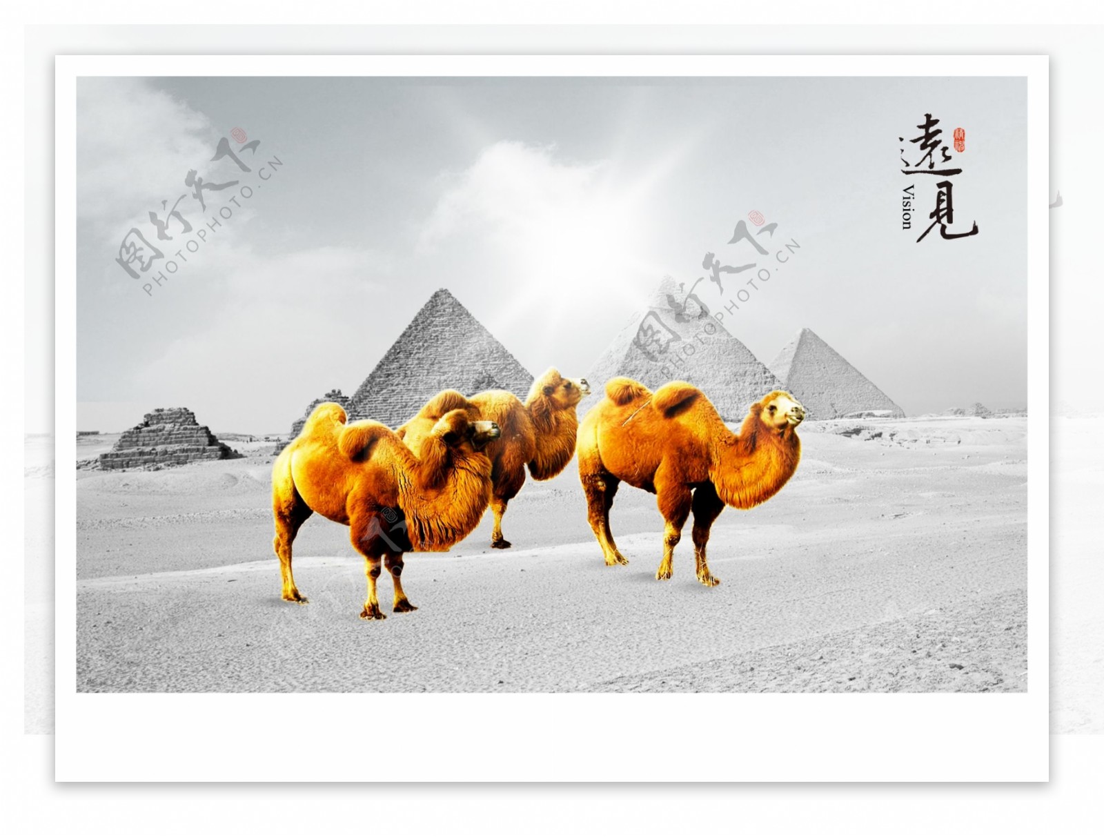 骆驼企业文化