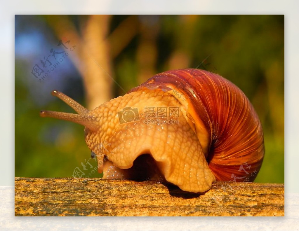 罗马蜗牛蜗牛