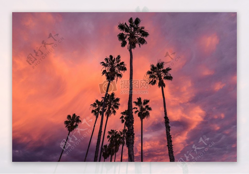 棕榈树映出的美丽天空