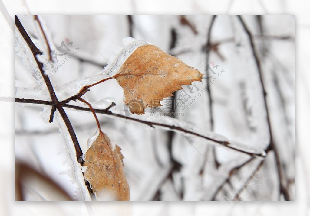 结霜的树叶