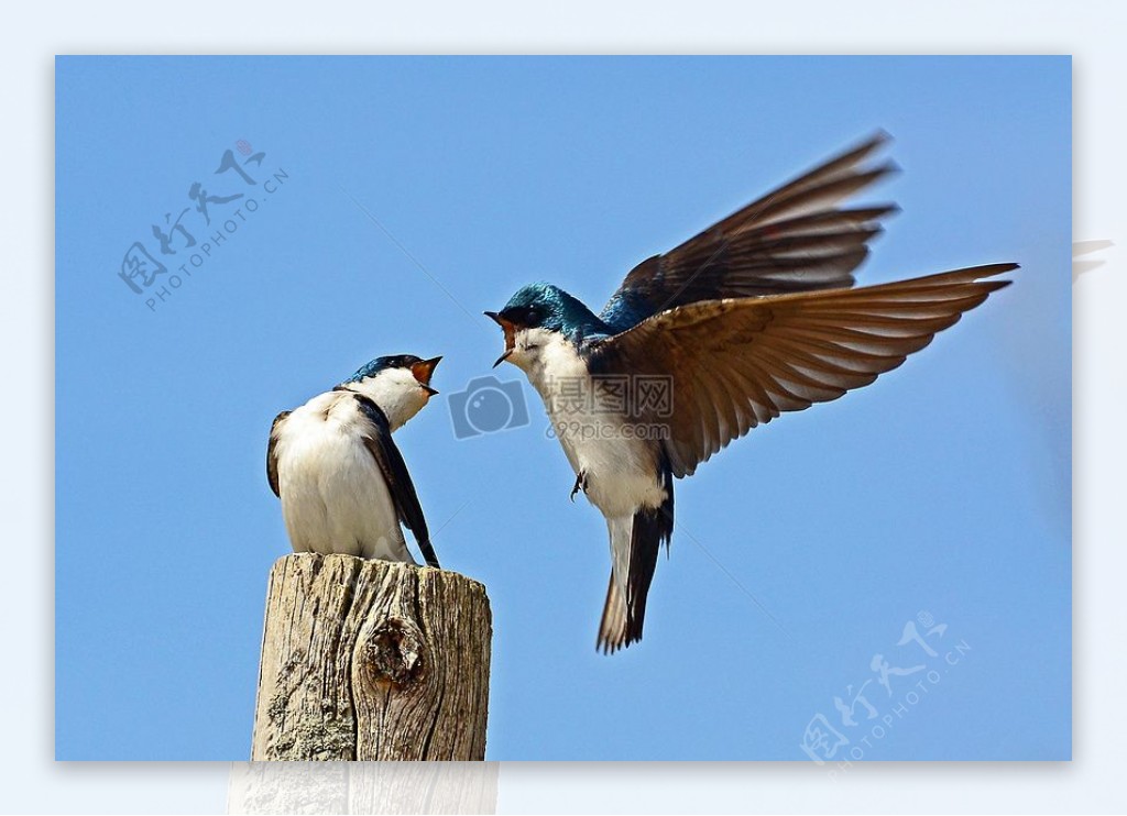 树Swallows.jpg