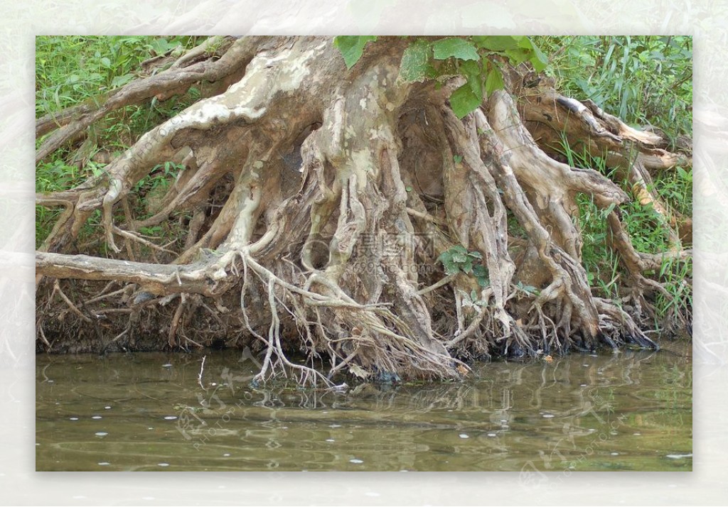 树根上的水面
