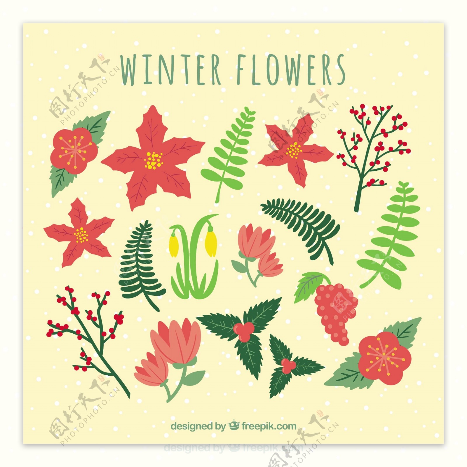冬季植物花卉元素