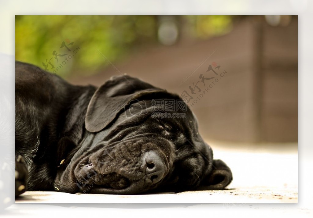 睡觉的黑色狗