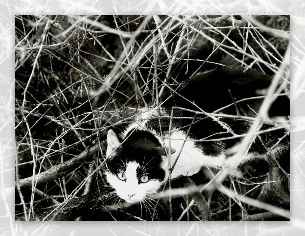 树枝丛中的猫