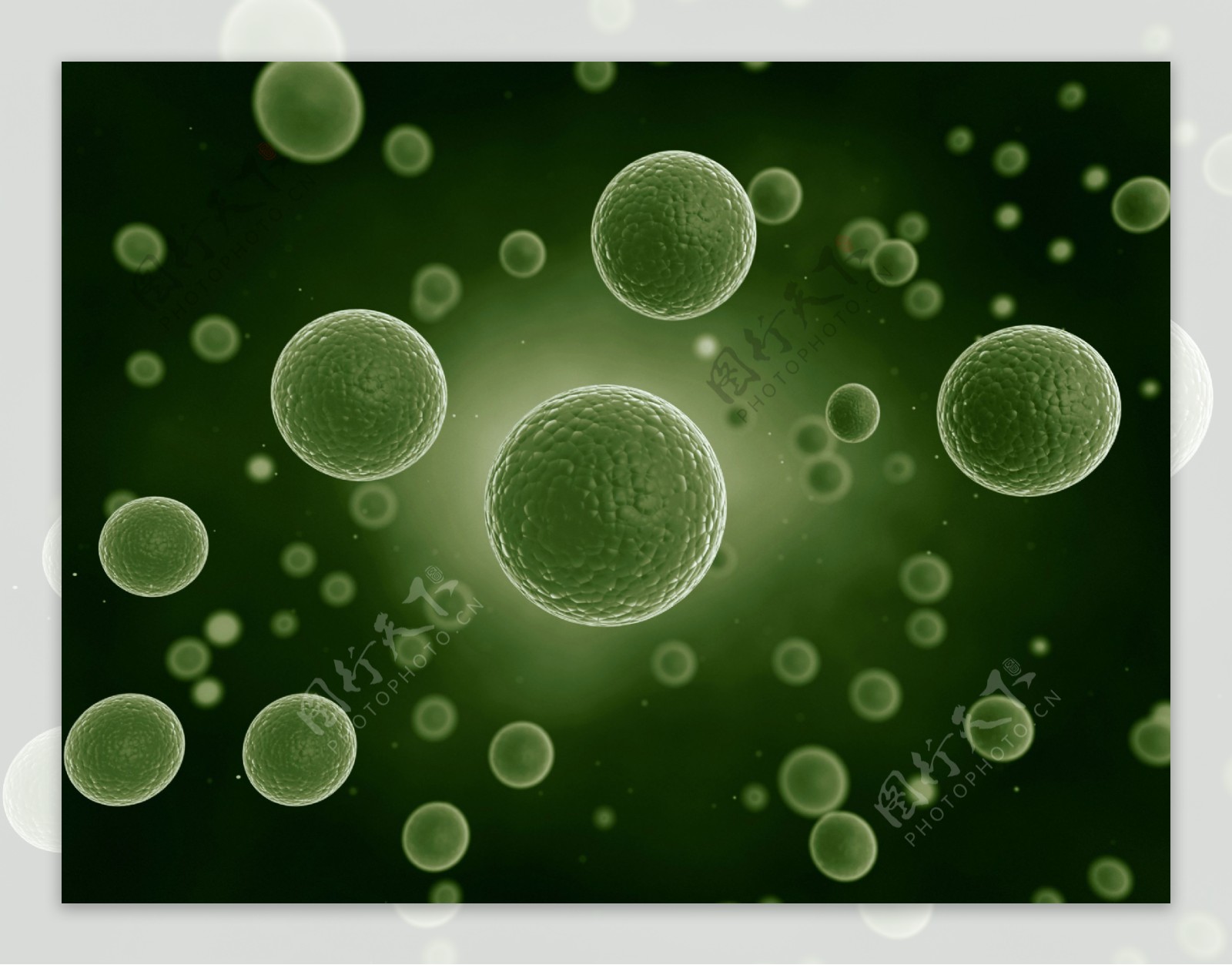 细胞细菌图片