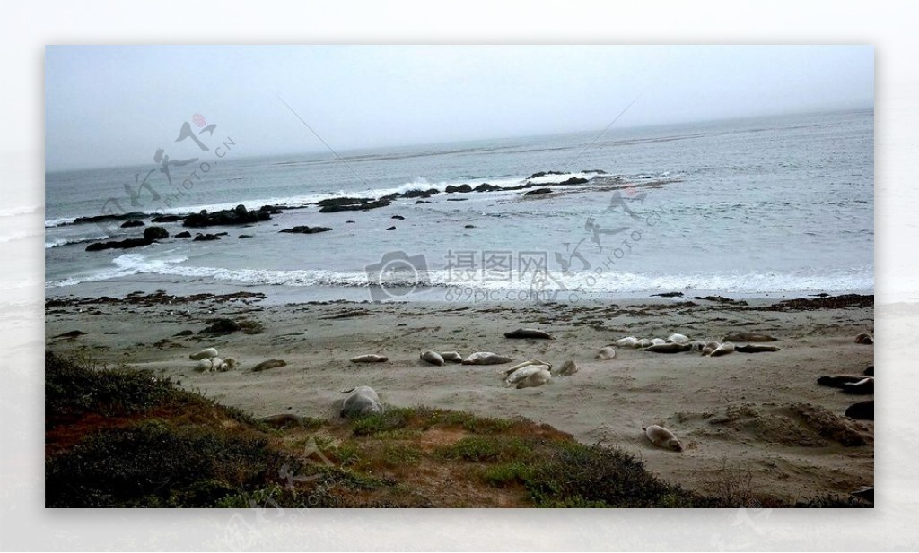 加州海岸线海狮3