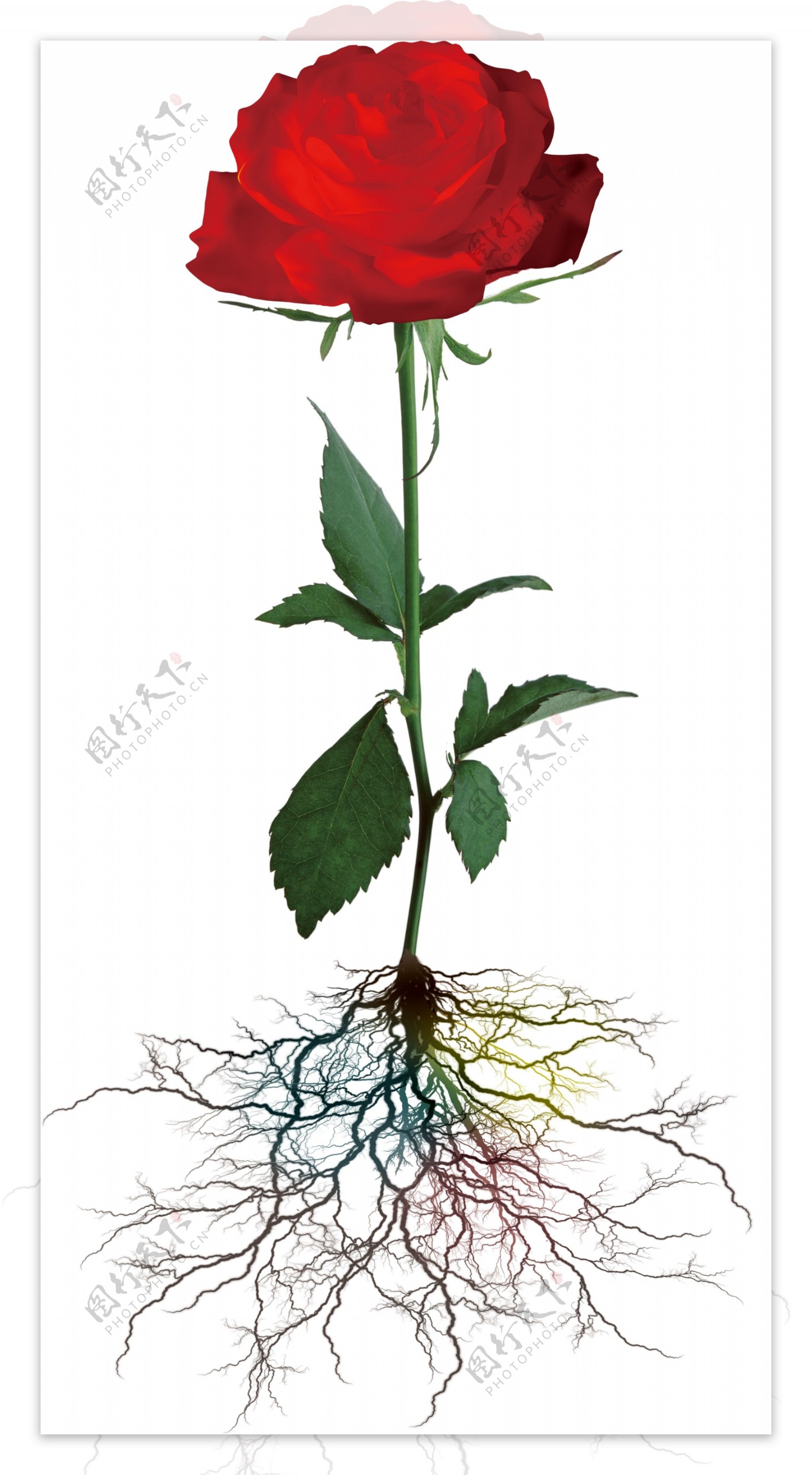 植物根茎图片素材-编号14282540-图行天下