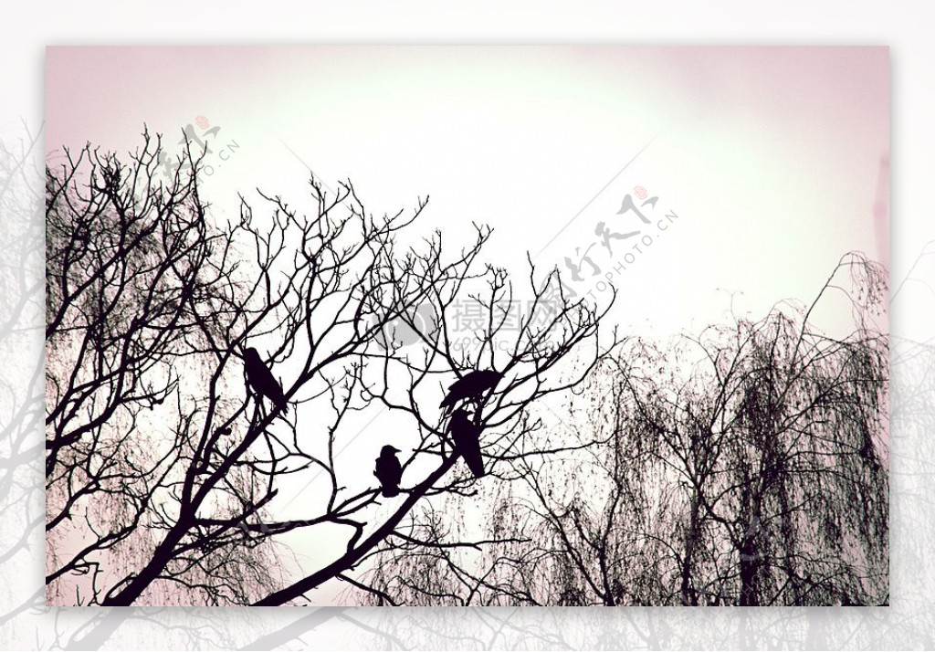 冬季乌鸦