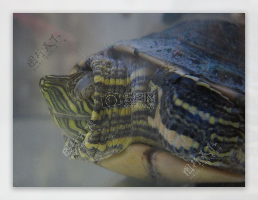 多摩绿海龟2