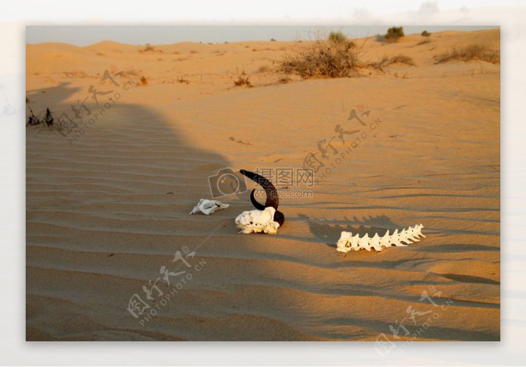 瞪羚骨架在沙漠中