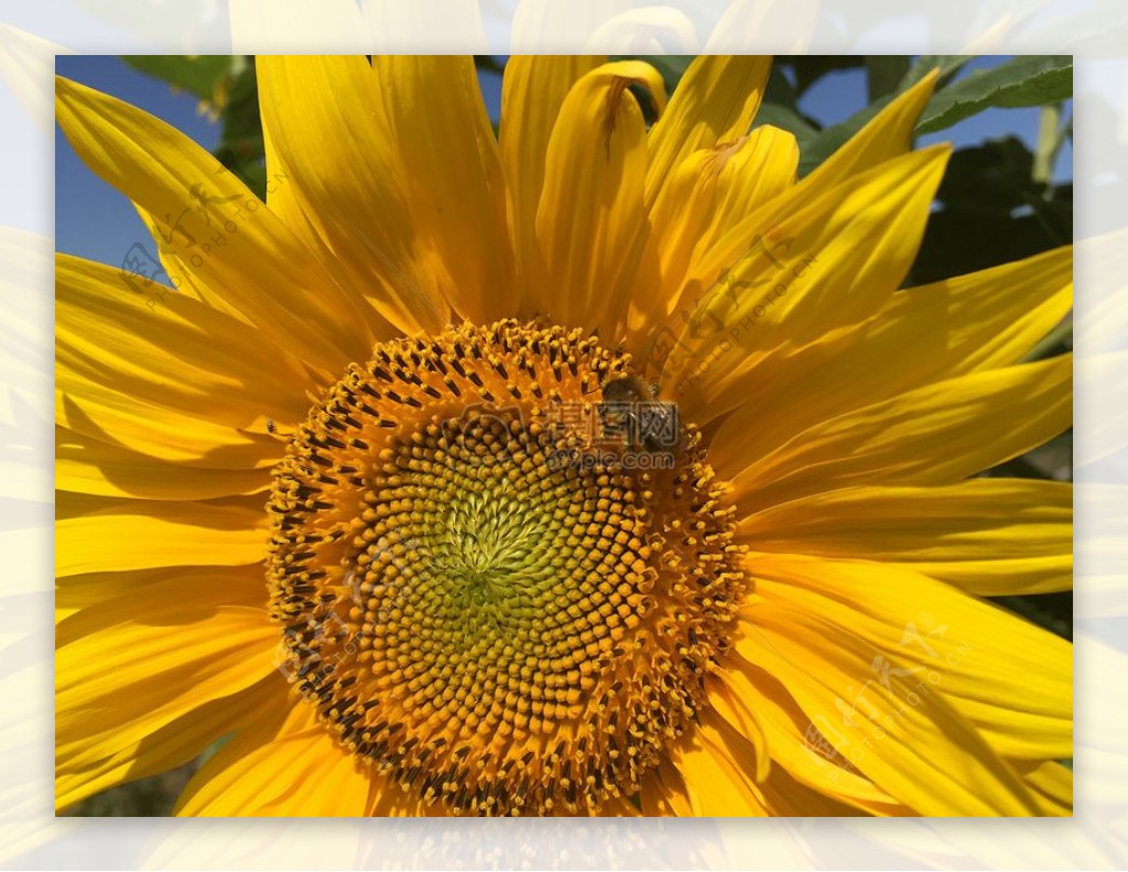 蜜蜂授粉的向日葵