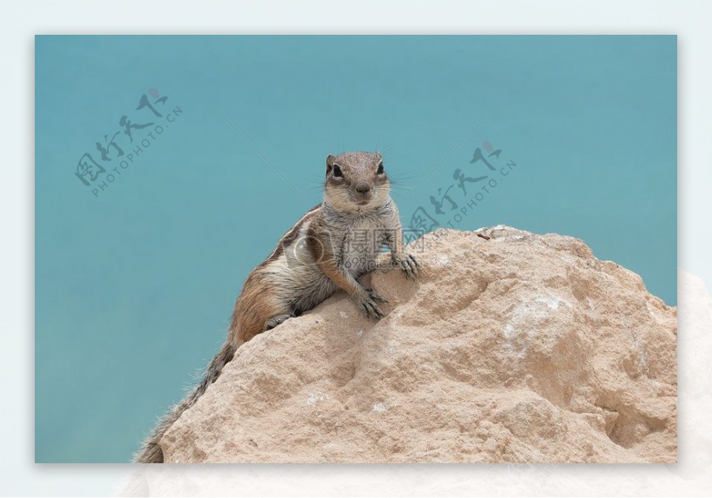 爬在石头上的花栗鼠