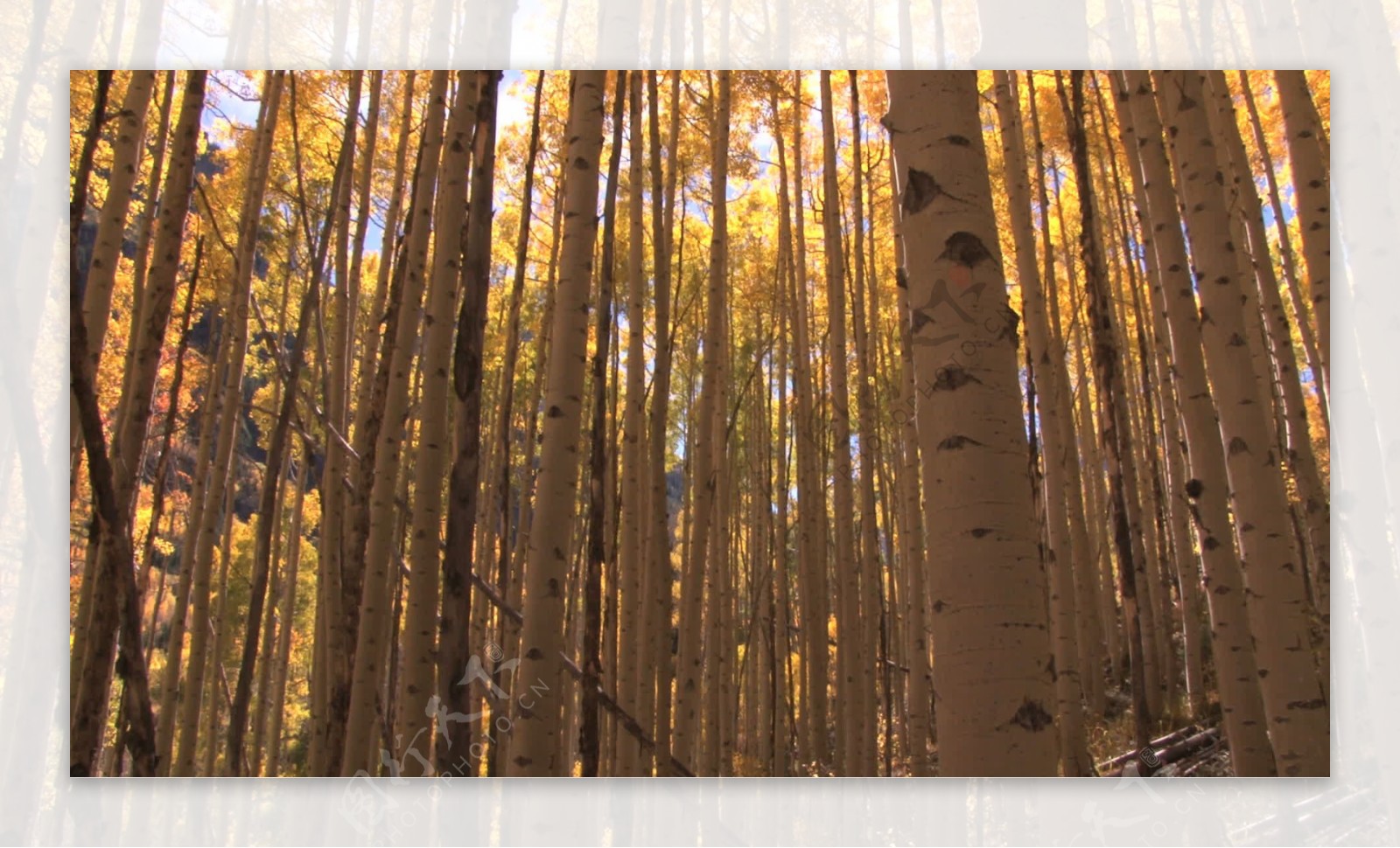 秋天的阳光灿烂的树木通过股票的录像视频免费下载