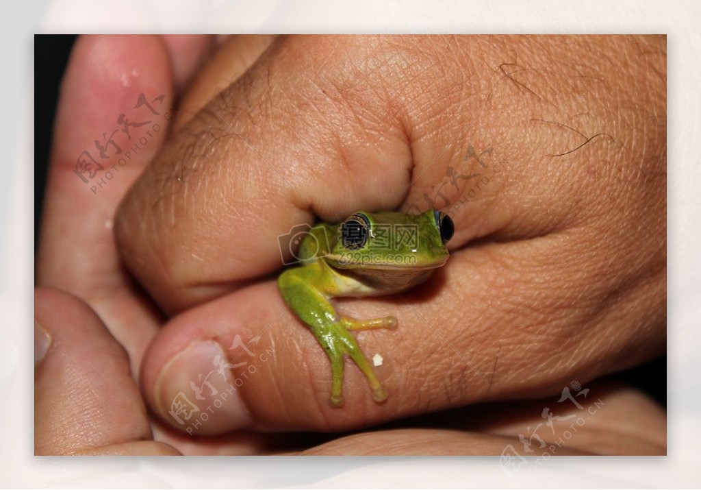 被捕获的小青蛙