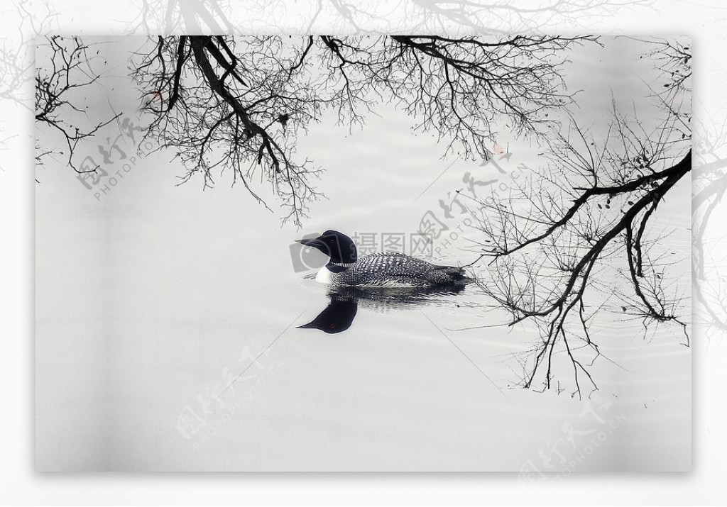 湖中凫水的鸭子
