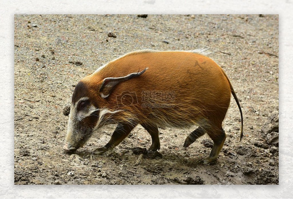 在草地上觅食的野猪