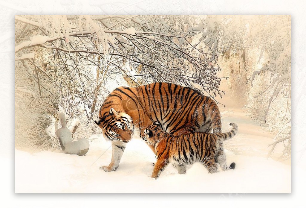 在雪地玩耍的老虎
