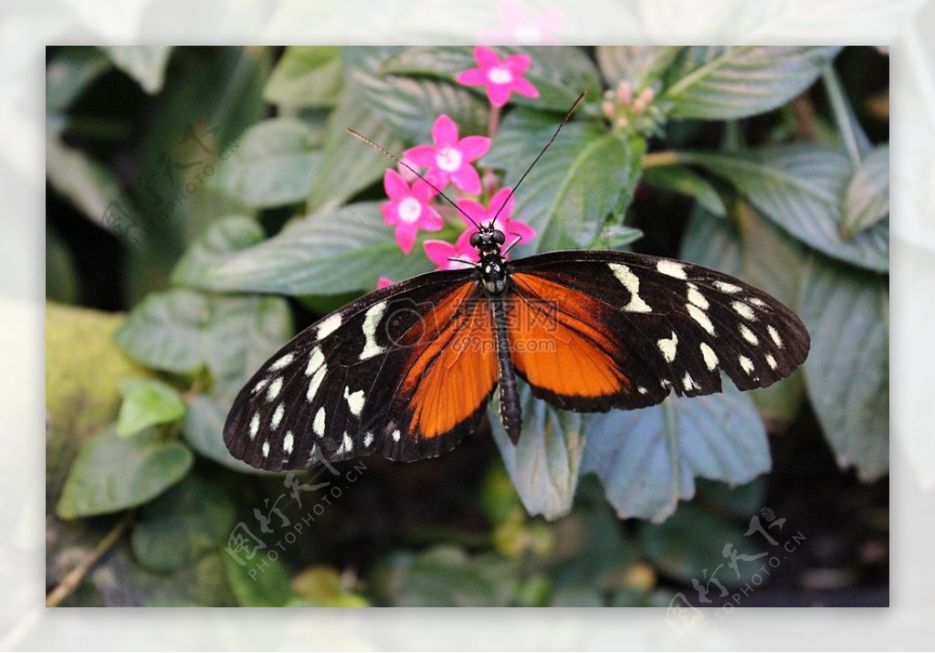 美丽迷人的蝴蝶