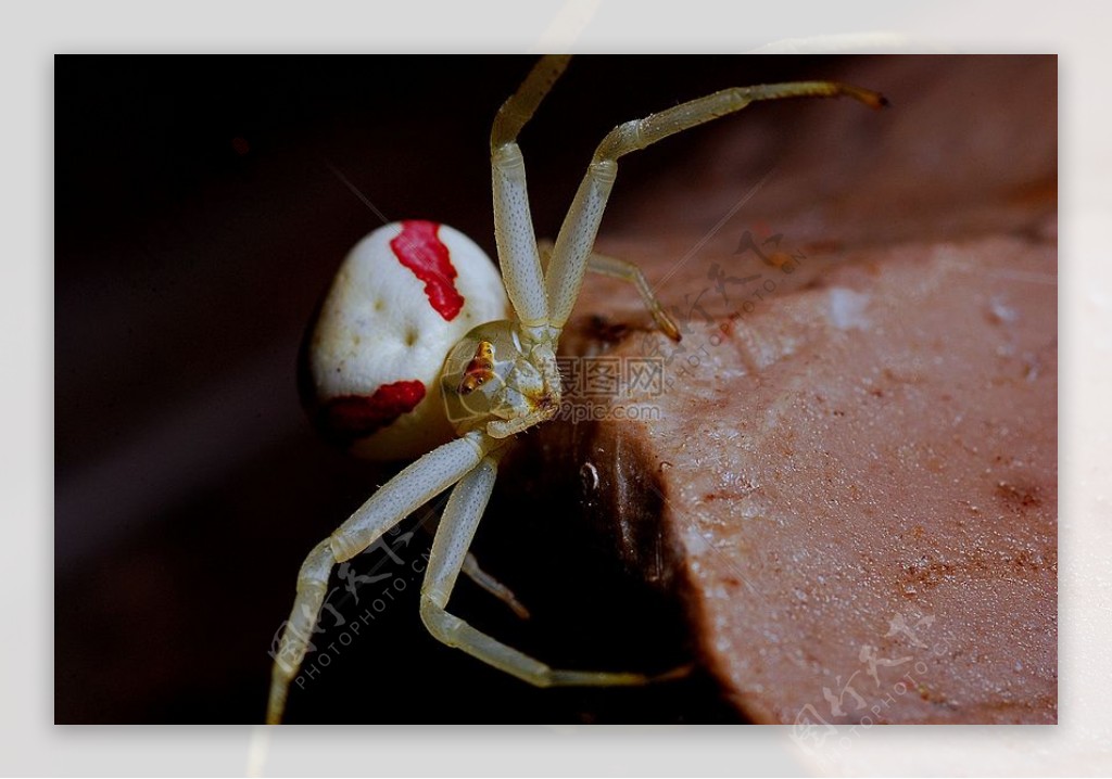 在食物上爬行的蜘蛛