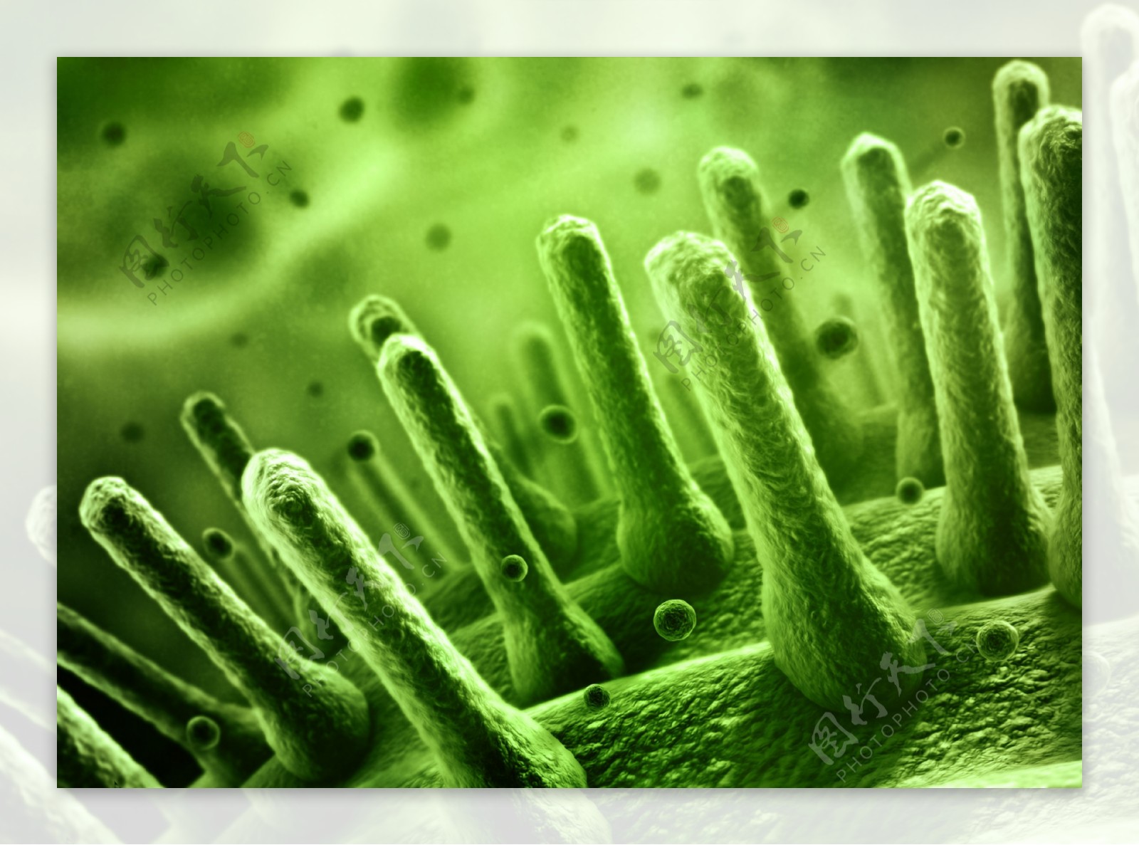 绿色长条形微生物图片